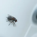 Mały, czarny robak w łazience, najprawdopodobniej muszka kanalizacyjna, siedzący na kafelkach przy odpływie prysznica.