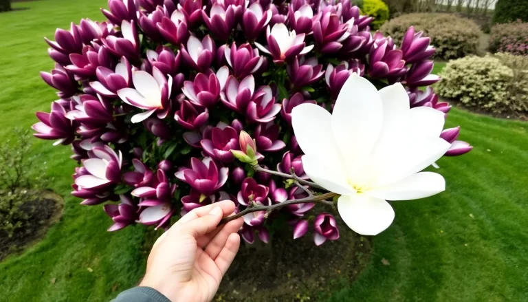 Read more about the article Magnolia Betty – uprawa, opinie i różnice z Susan. Sprawdź opis