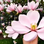 Magnolia Daybreak – kolumnowa i pachnąca. Sprawdź opis