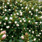 Magnolia Fairy Blush – żywopłotowa i zimozielona. Sprawdź opis