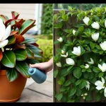 Magnolia grandiflora little gem w donicy i odmiana alta w gruncie
