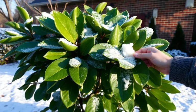 Read more about the article Magnolia grandiflora – czy przetrwa zimę w Polsce? Sprawdź opinie