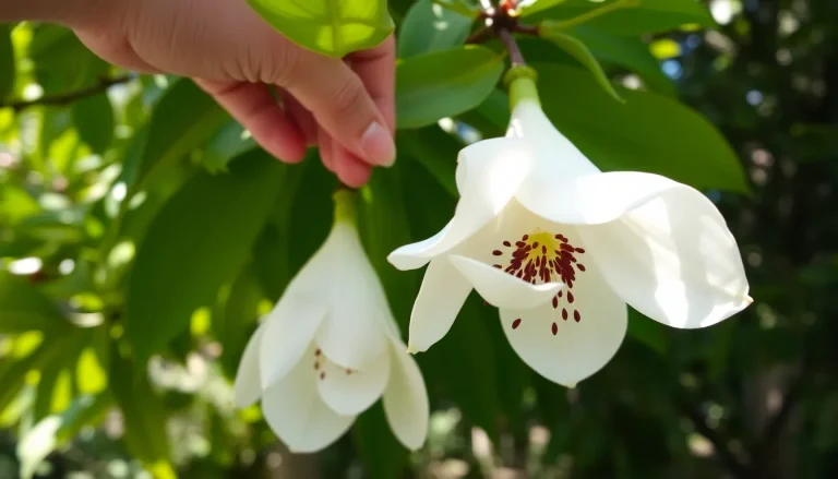 Read more about the article Magnolia Siebolda (sieboldii) – letnie kwitnienie. Opinie i uprawa