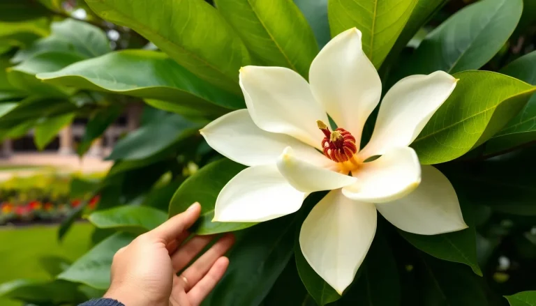Read more about the article Magnolia szerokolistna (obovata) – zapach i uprawa. Sprawdź opis