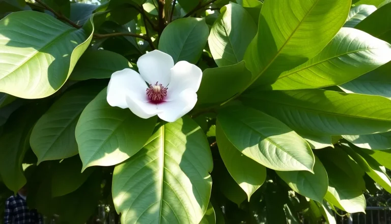 Read more about the article Magnolia wielkolistna (Macrophylla) – opis i uprawa. Poznaj giganta